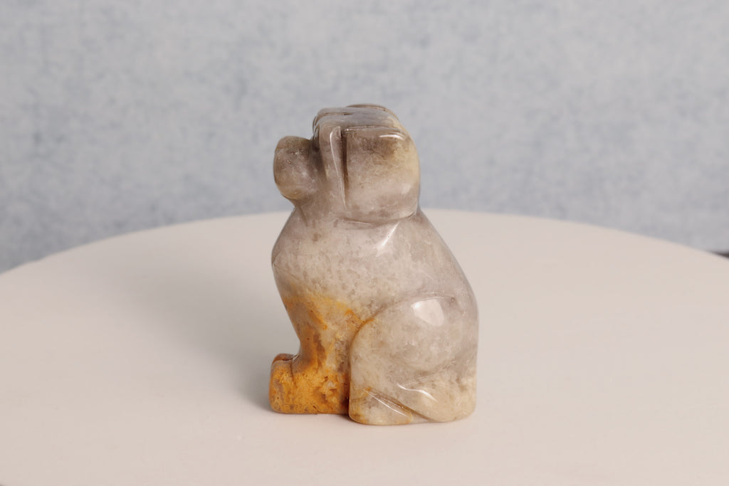Bumblebee Jasper Dog