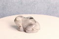 Rainbow Moonstone Frog