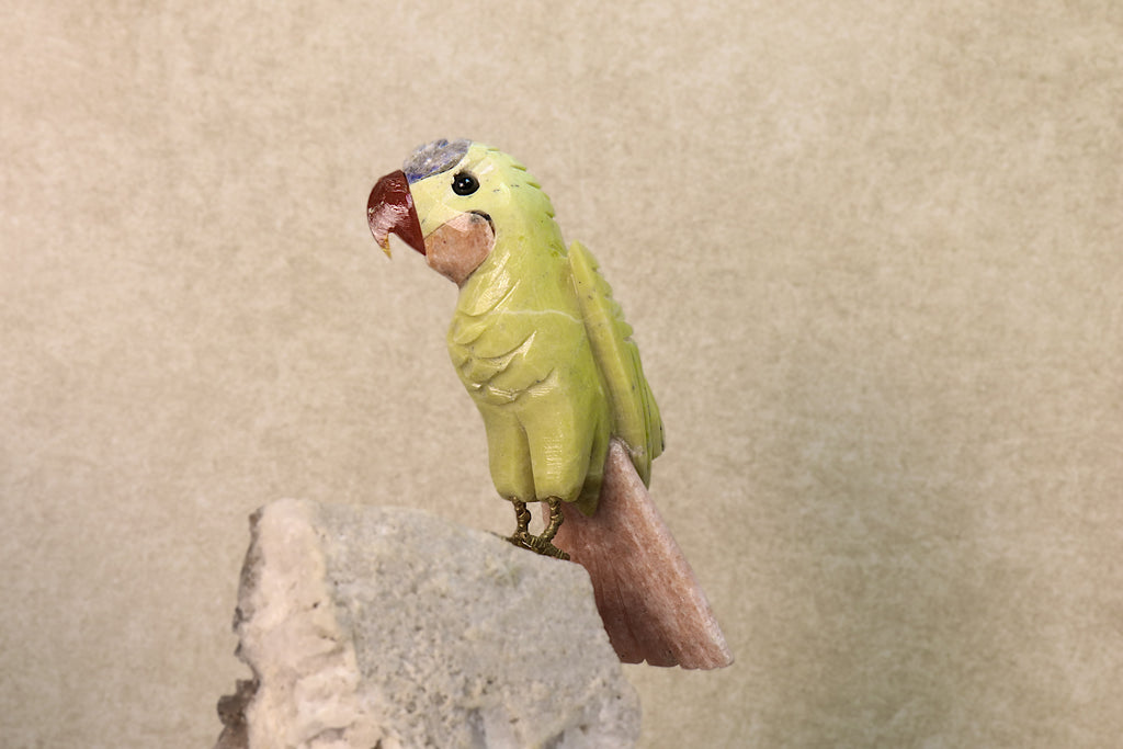 Budgie Bird