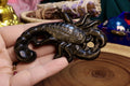 Obsidian Gold Sheen Scorpion