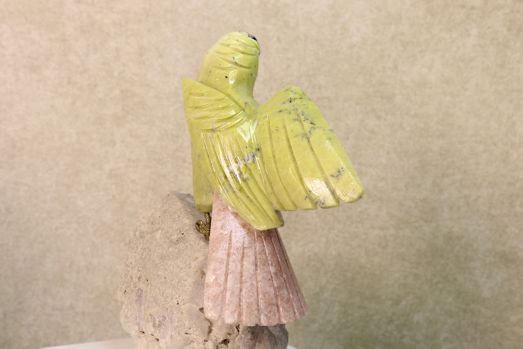 Budgie Bird