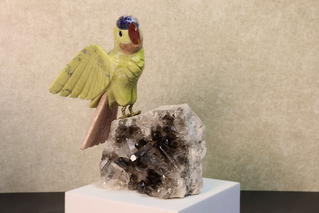 Budgie Bird